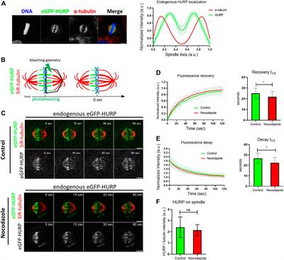 HURP localization in metaphase is the result of a multi-step process requiring its phosphorylation at Ser627 residue